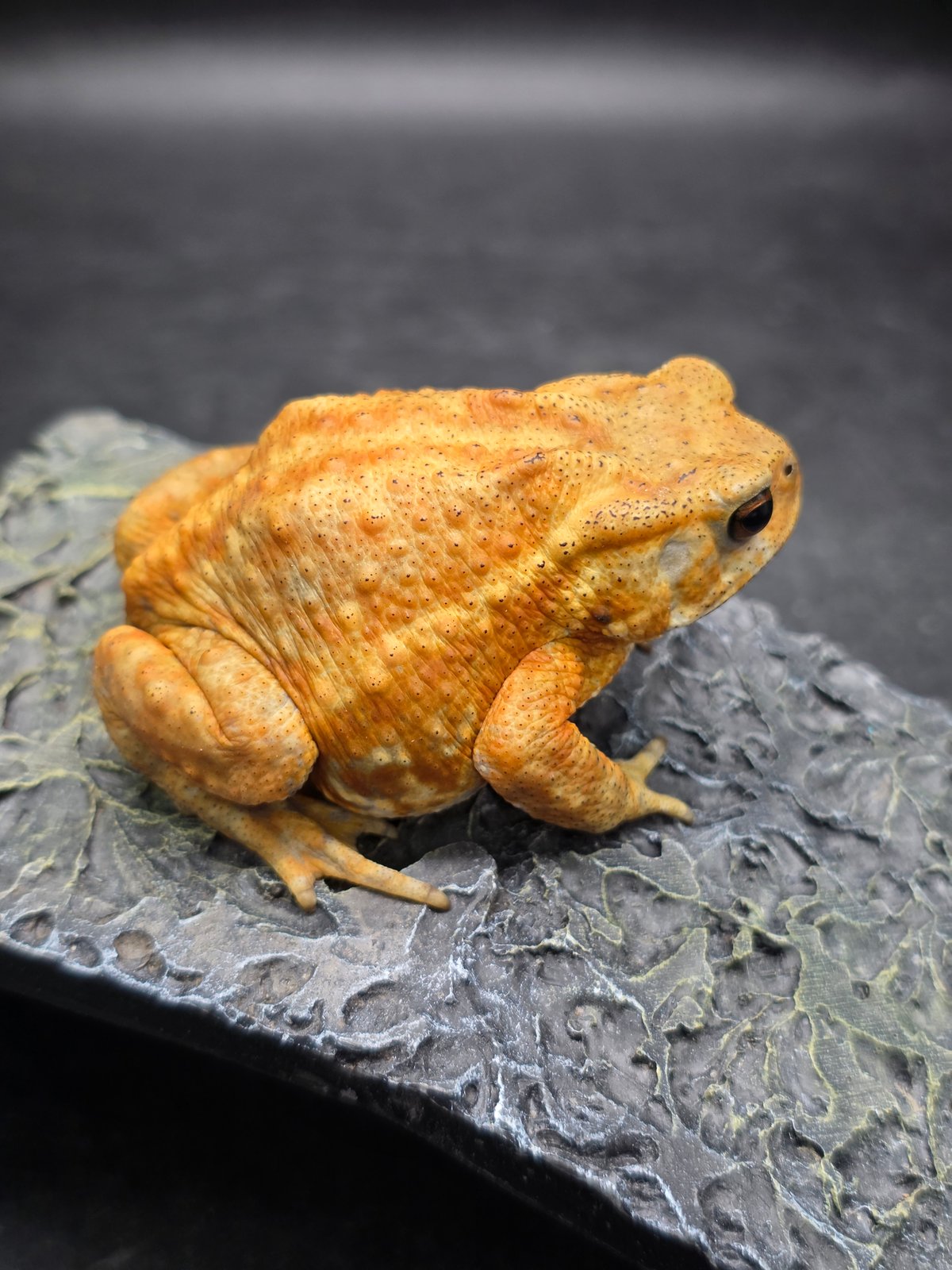 10 ミヤコヒキガエル 7.5cm メス 大東島産 | ワガママなガマママ