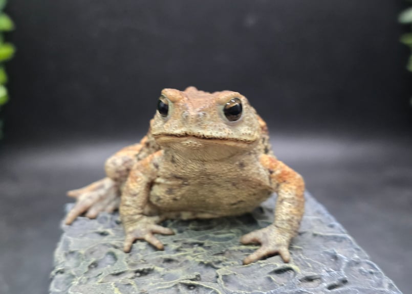 8 ミヤコヒキガエル 7cm メス 大東島産 | ワガママなガマママ