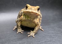 #5　ミヤコヒキガエル　7cm　斜めが可愛い(笑)メス　大東島産