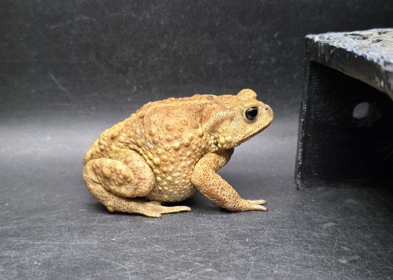 3 ミヤコヒキガエル 7cm メス？ 大東島産 | ワガママなガマママ