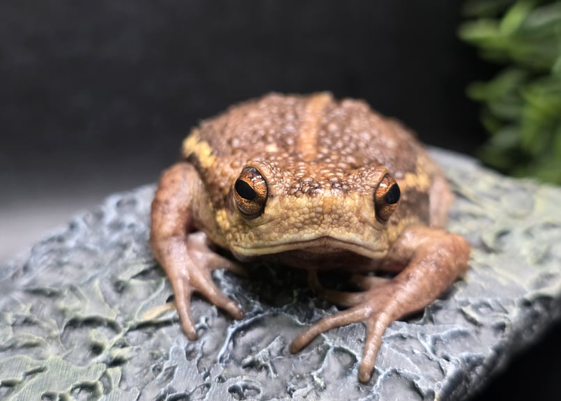 ☆ ヨリハナガマ(ミズヒキガエル) メス約7cm WC | ワガママなガマママ