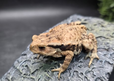 ●#3  アズマヒキガエル　5.5cm