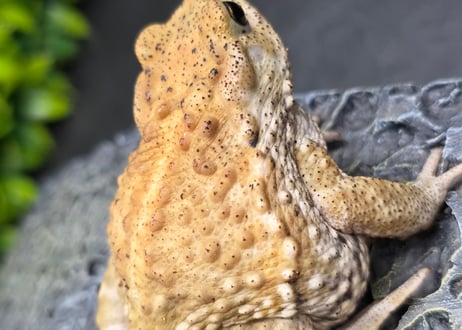 ワガママなガマママ