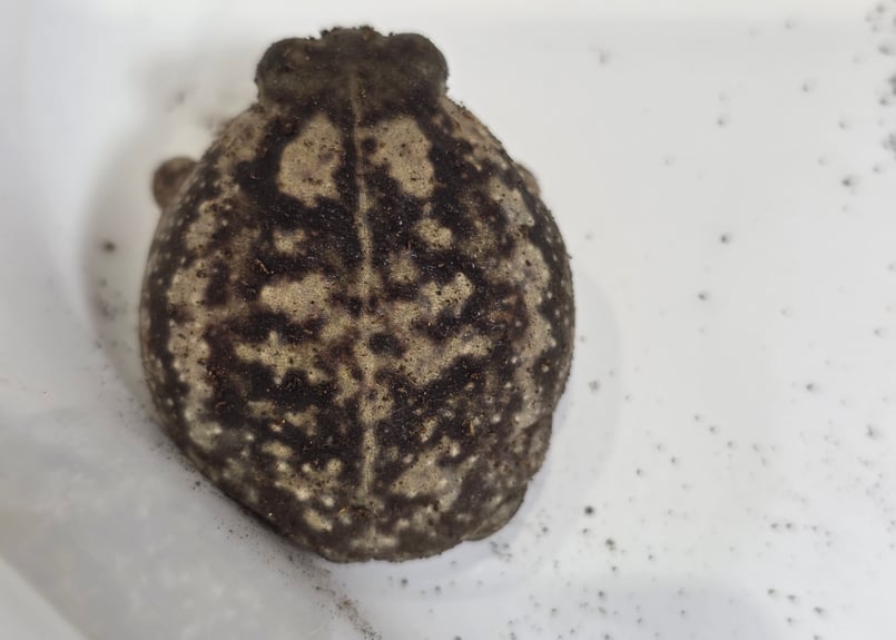 ☆アメフクラガエル 1匹 約3.5cm | ワガママなガマママ