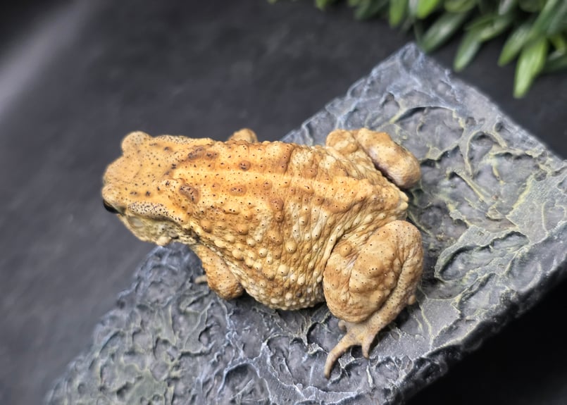 17 ミヤコヒキガエル 7cm メス 大東島産 | ワガママなガマママ