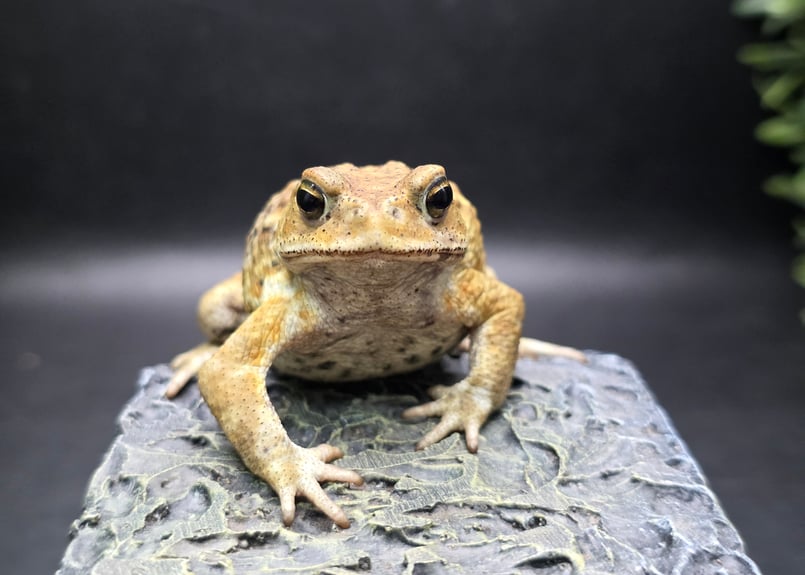 12 ミヤコヒキガエル 7cm 地味な一文字口のオス 大東島産 | ワガママな