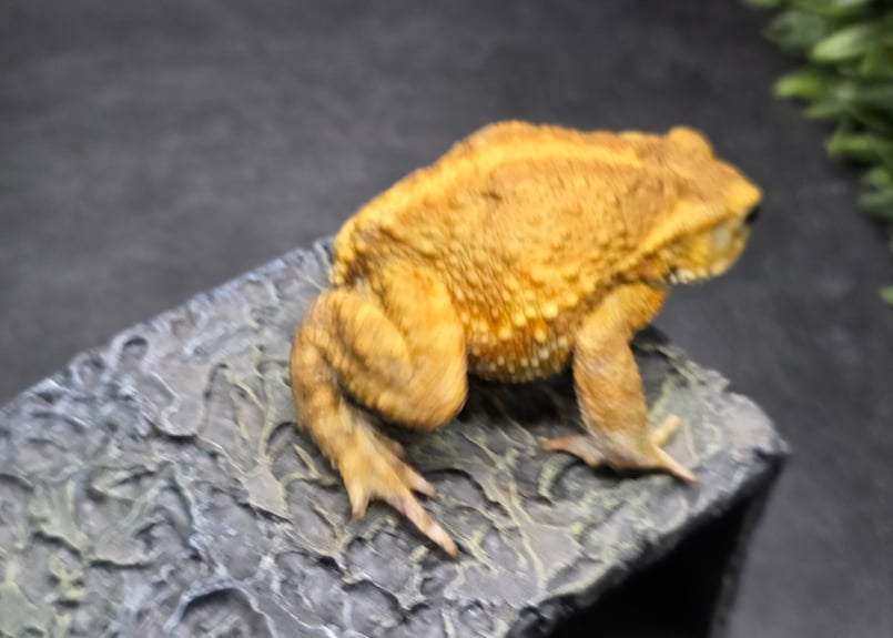 12 ミヤコヒキガエル 7cm オス 大東島産 | ワガママなガマママ
