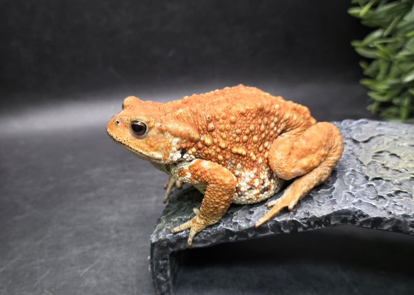 20 ミヤコヒキガエル 9.5cm メス 大東島産 | ワガママなガマママ