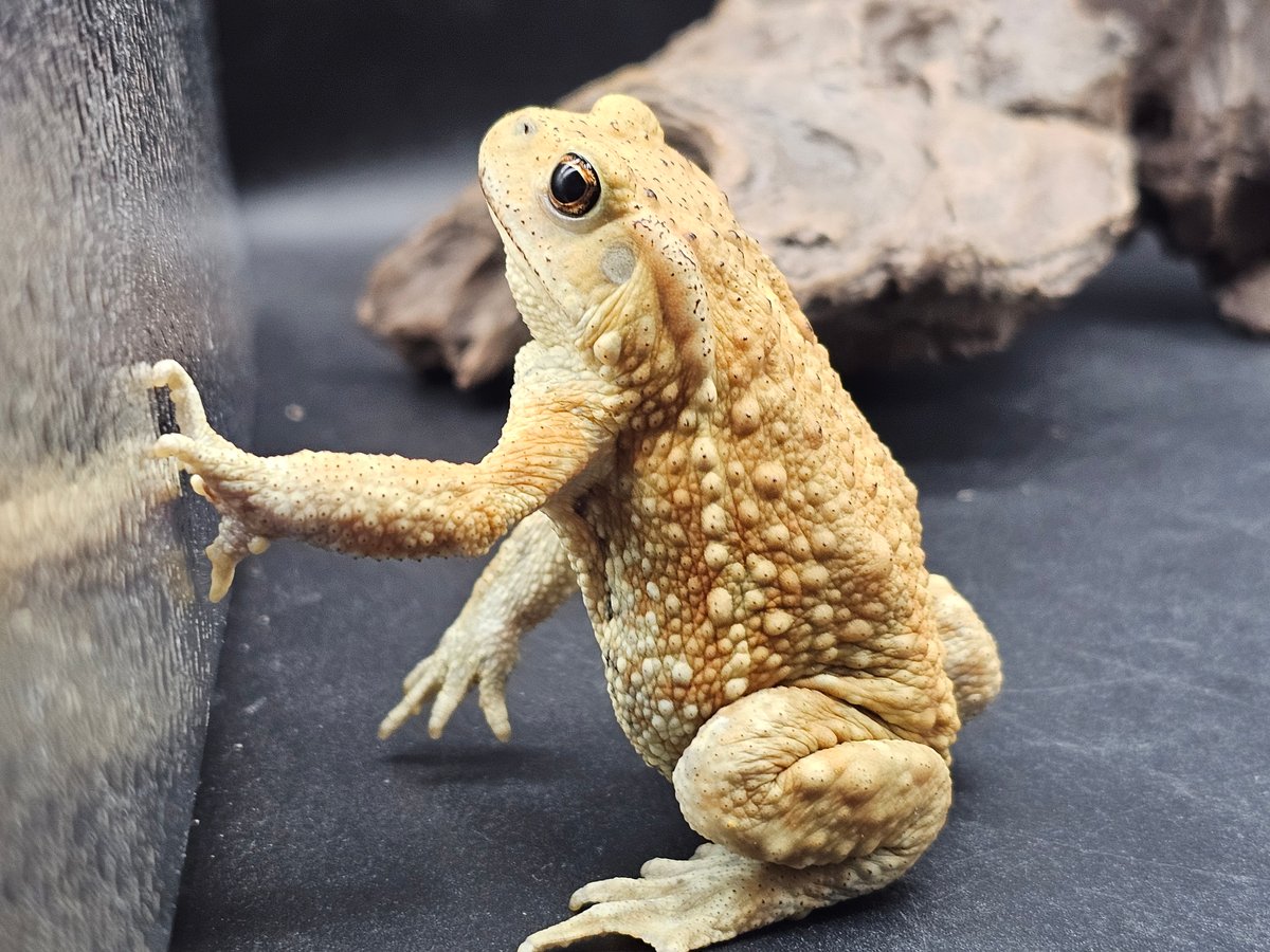 14 ミヤコヒキガエル 7cm メス 大東島産 | ワガママなガマママ