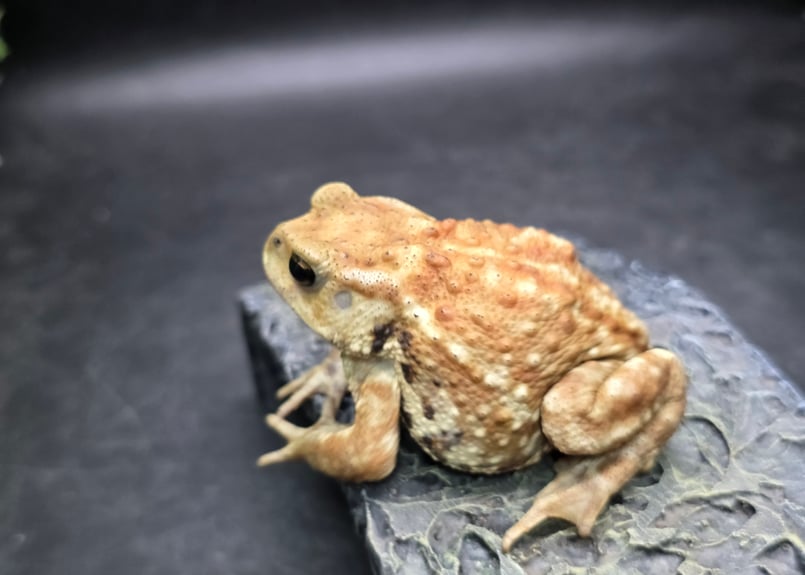 17 ミヤコヒキガエル 7cm メス 大東島産 | ワガママなガマママ