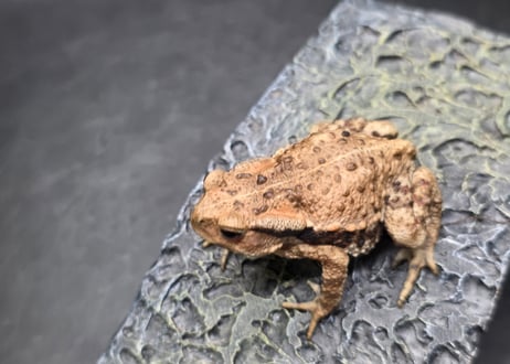 ●#3  アズマヒキガエル　5.5cm