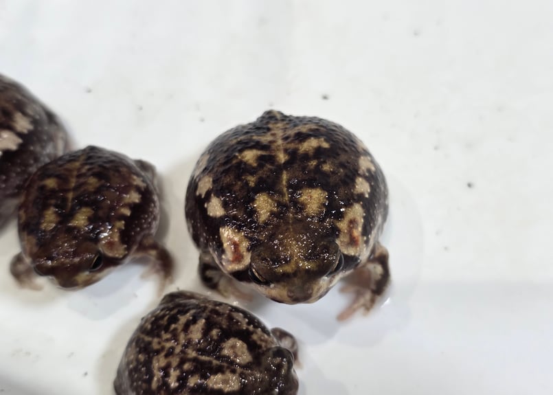 ☆アメフクラガエル 1匹 約3.5cm | ワガママなガマママ