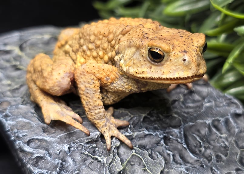 20 ミヤコヒキガエル 6cm 大東島産 | ワガママなガマママ