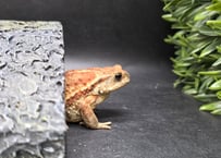 12 ミヤコヒキガエル 7cm 手足むちむちオス 大東島産 | ワガママなガマママ