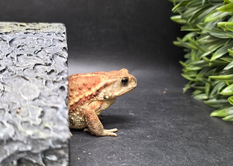 ワガママなガマママ