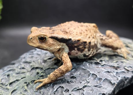 ●#3  アズマヒキガエル　5.5cm