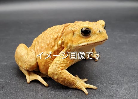 CATEGORY 生体 | ワガママなガマママ