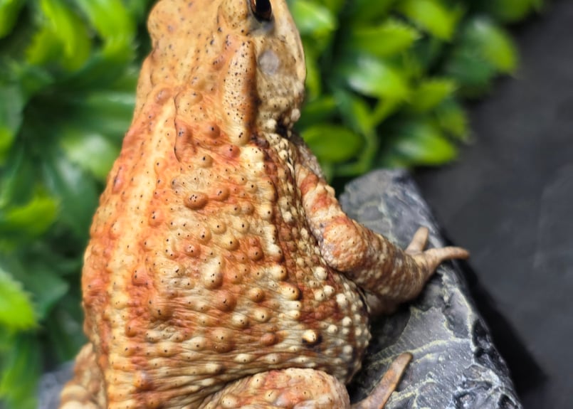 20 ミヤコヒキガエル 7cm メス 大東島産 | ワガママなガマママ