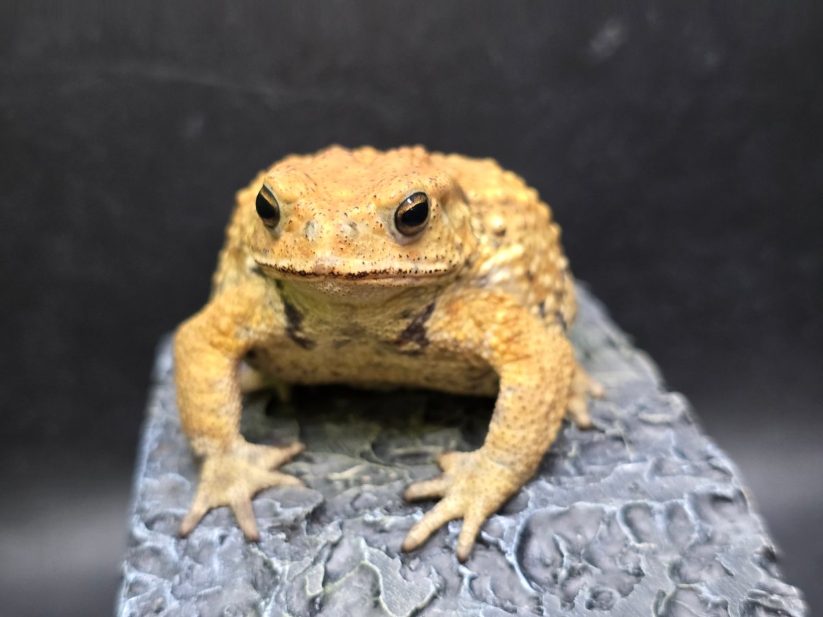 ミカーレミカーレ　カエル付き 16 ミヤコヒキガエル 7.5cm ヨリハナガマに顔が似たオス 大東島産