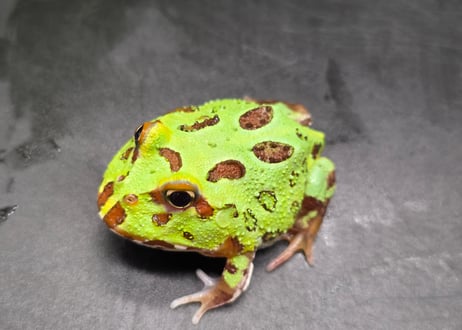 CATEGORY 生体 | ワガママなガマママ
