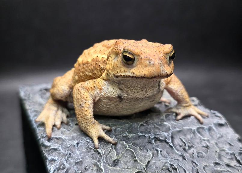 ガマガエルページ 12 ミヤコヒキガエル 6.5cm オス 大東島産 | ワガママなガマママ