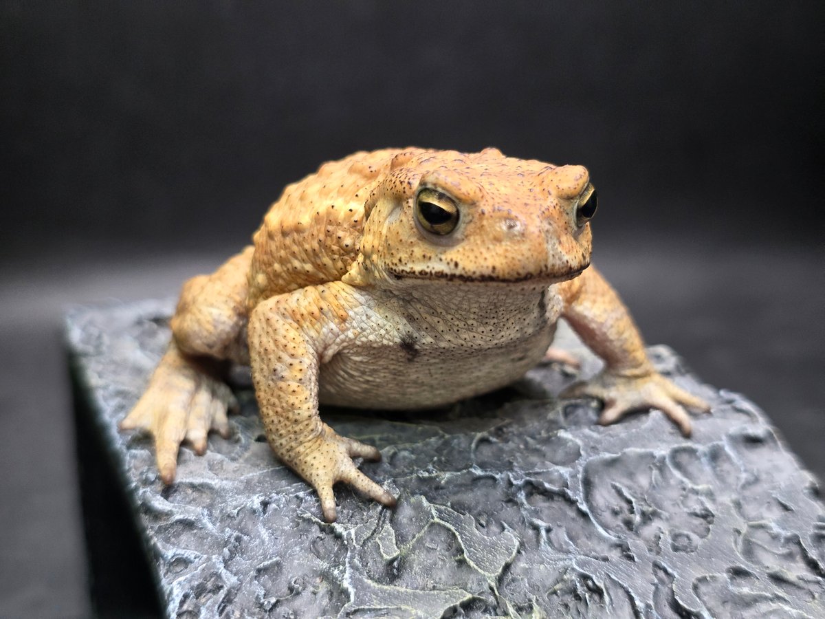 カエルの標本 ガラス製 約6cm ミヤコヒキガエル 面河山岳博物館 企画展 「やまのぬし ヒキガエル」に行ってきた