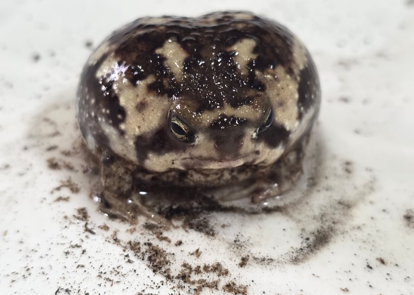 ☆アメフクラガエル 1匹 約3.5cm | ワガママなガマママ