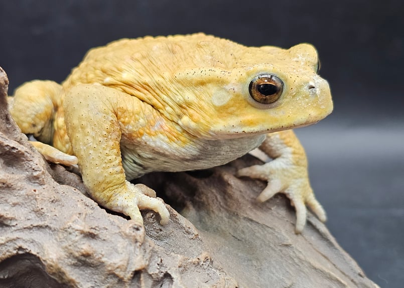 17 ミヤコヒキガエル 8cm オス 大東島産 | ワガママなガマママ