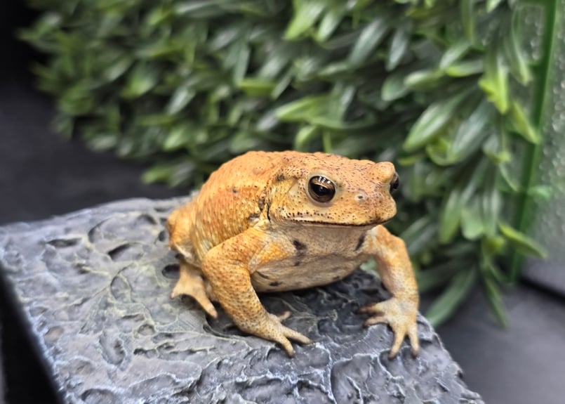 10 ミヤコヒキガエル 7cm 目がキレイなオス 大東島産 | ワガママなガマママ