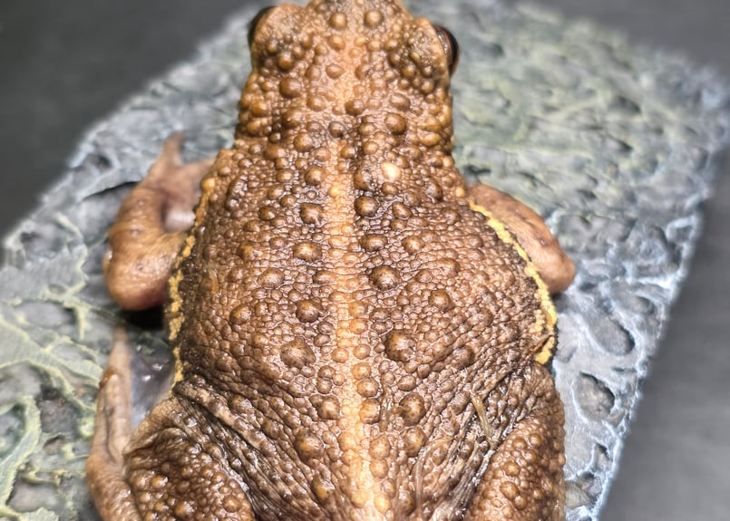 ヒメマスよかえれ! 商品紹介№3 キス仕掛け | かめや釣具