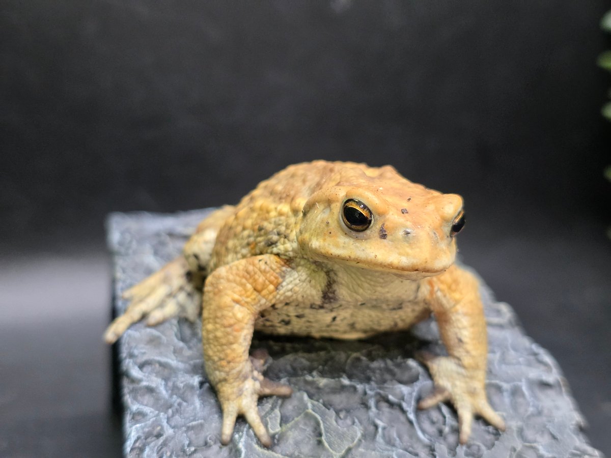 8 ミヤコヒキガエル 7cm 地味に見えるけど明るい性格のオス 大東島産