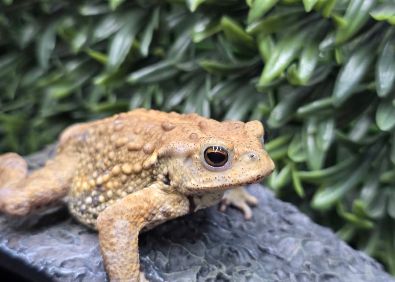 16 ミヤコヒキガエル 7cm オス 大東島産 | ワガママなガマママ