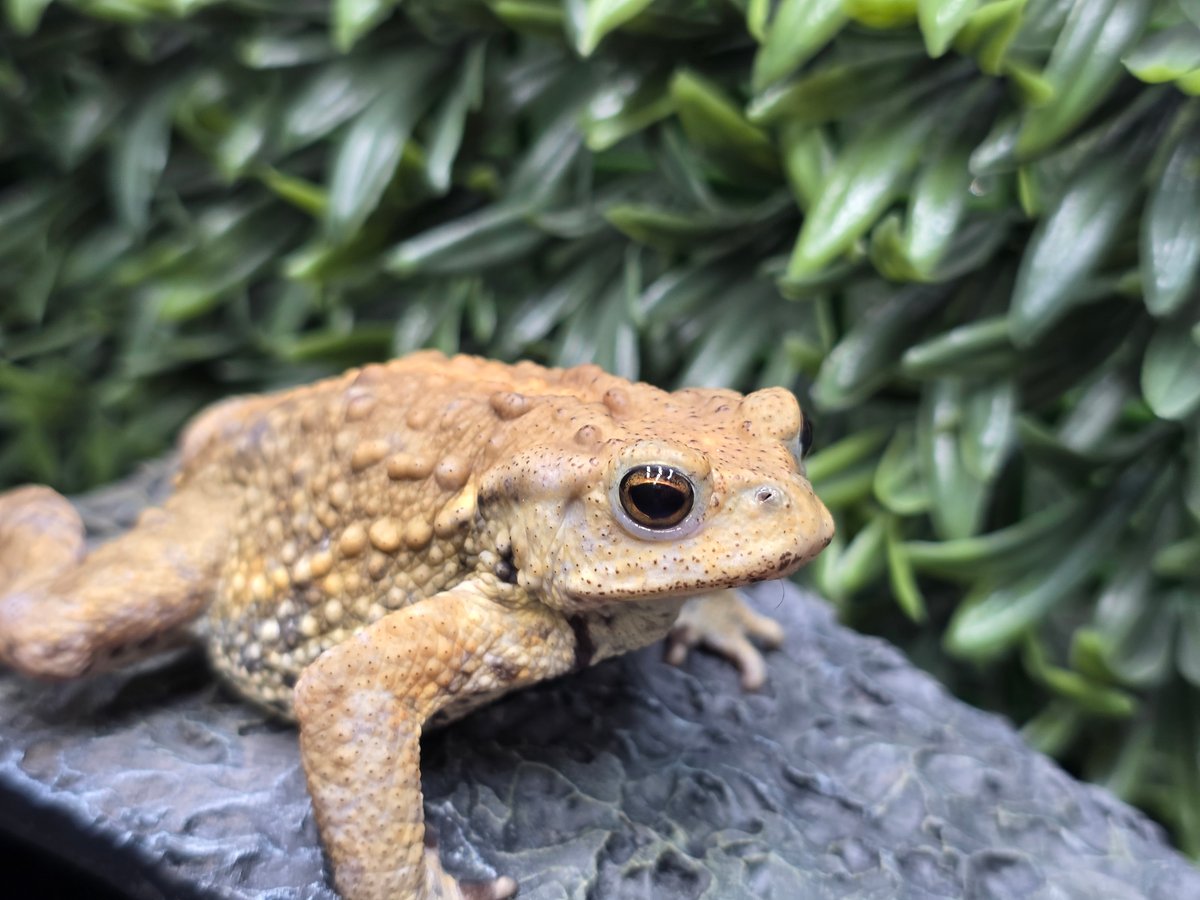 16 ミヤコヒキガエル 7cm オス 大東島産 | ワガママなガマママ