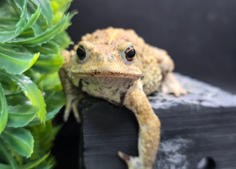 16 ミヤコヒキガエル 7cm オス 大東島産 | ワガママなガマママ