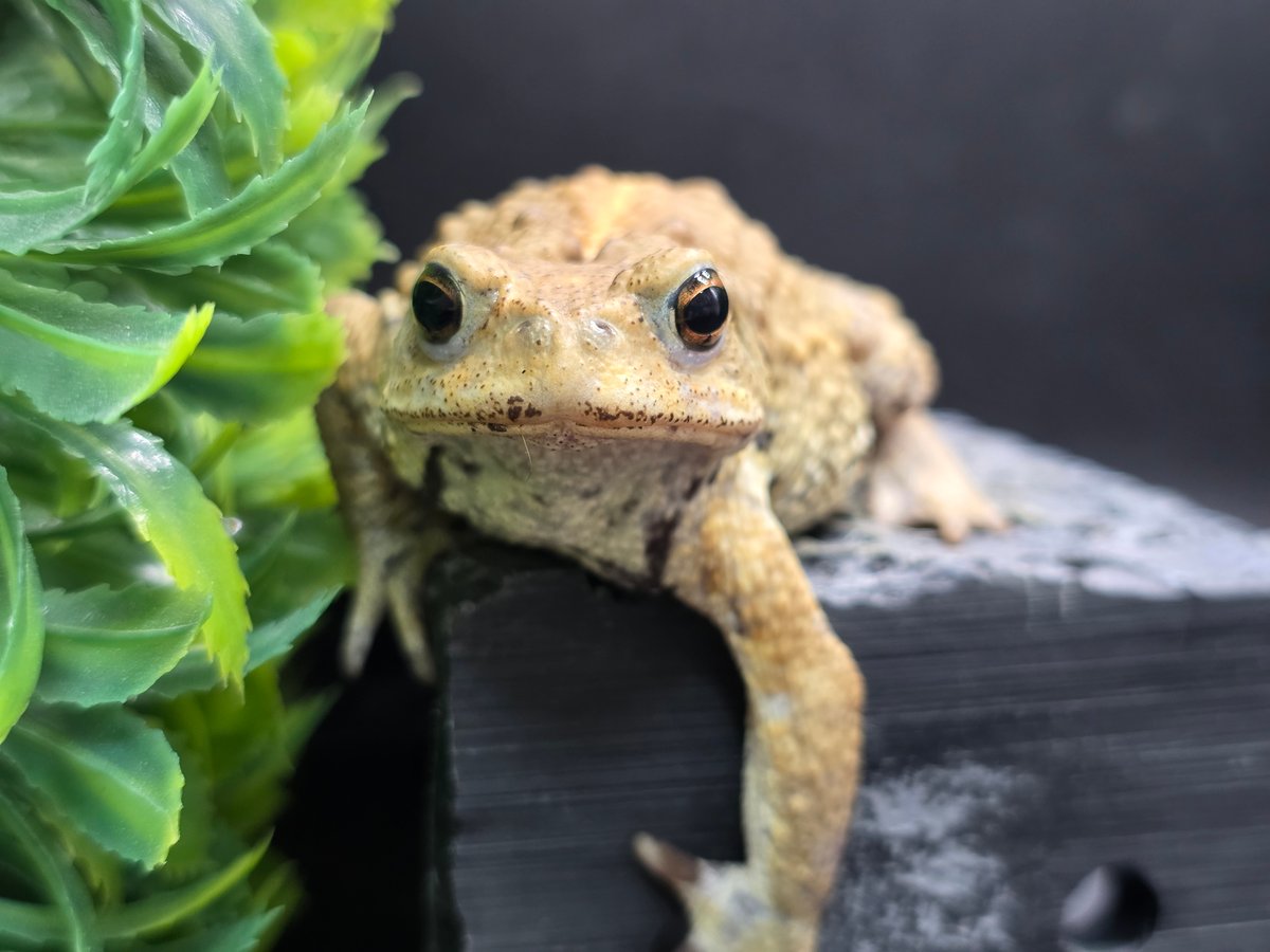 カエルの標本 ガラス製 約6cm ミヤコヒキガエル 16 ミヤコヒキガエル 7cm オス 大東島産 | ワガママなガマママ