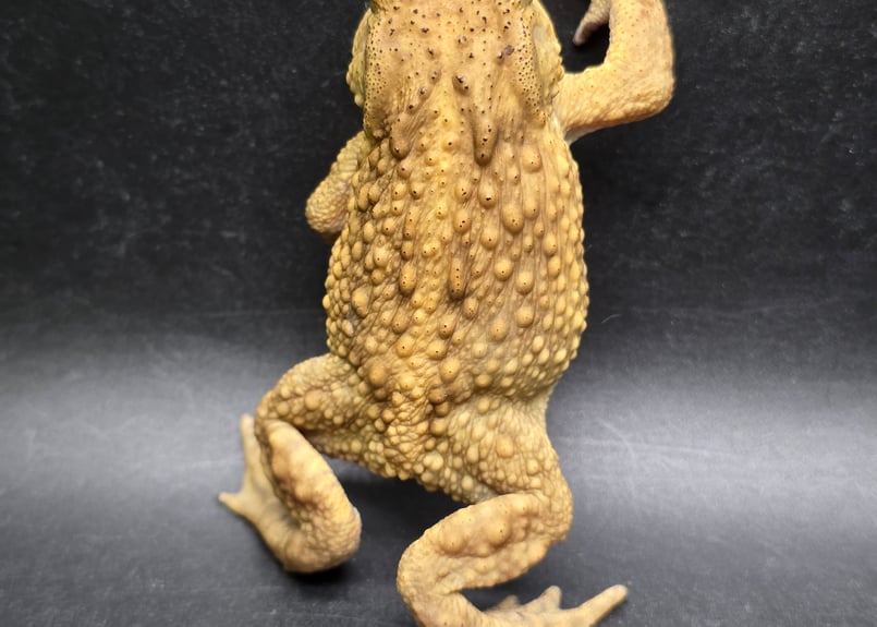 ⚠️コロミー【確認用】②キタアカリ M 3kg・ピルカ S 5kg 8kg ⚠️コロミー様専用【確認用】②キタアカリ M 3kg・ピルカ S 5kg 8kg