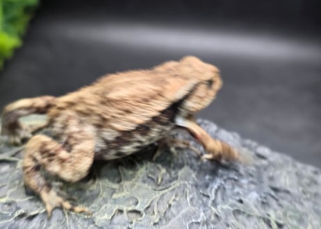 ●#3  アズマヒキガエル　5.5cm