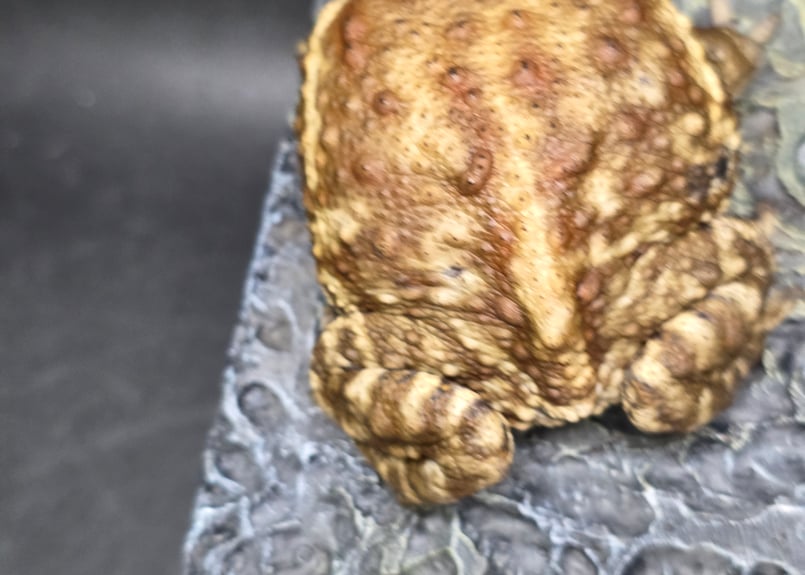 2 ミヤコヒキガエル 7cm メス 大東島産 | ワガママなガマママ
