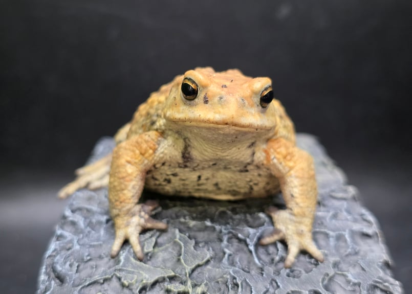 8 ミヤコヒキガエル 7cm 地味に見えるけど明るい性格のオス 大東島産