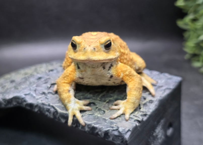 12 ミヤコヒキガエル 7cm オス 大東島産 | ワガママなガマママ