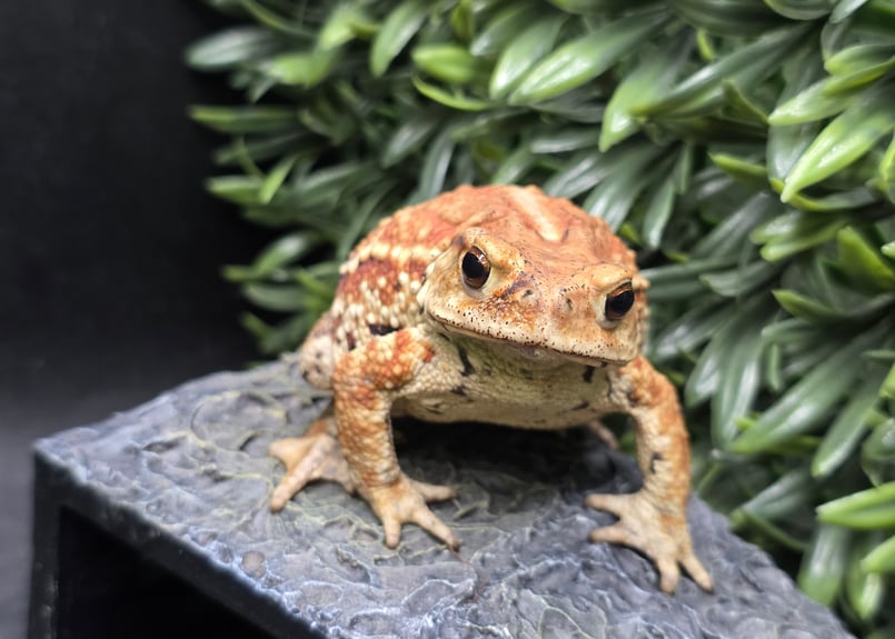 カエルの標本 ガラス製 約6cm ミヤコヒキガエル カエルの標本 ガラス製 約6cm ミヤコヒキガエル ミヤコヒキガエル | STORES