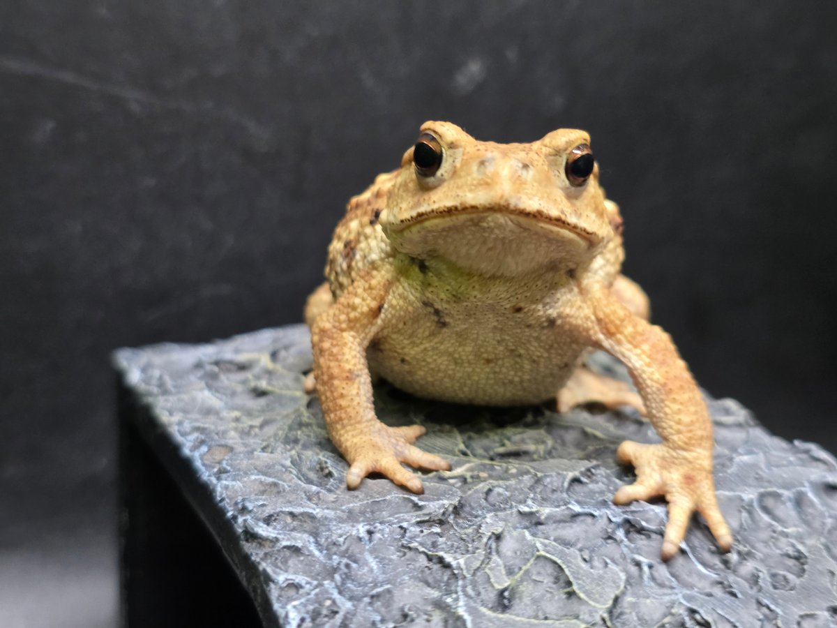 8 ミヤコヒキガエル 7cm 撮影に協力的なカメラ大好きなメス 大東島産