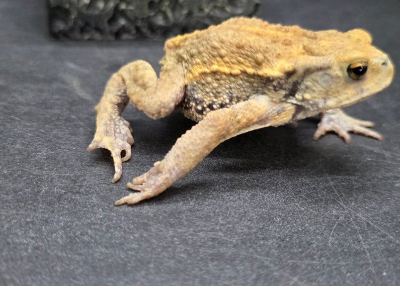 17 ミヤコヒキガエル 6cm 大東島産 | ワガママなガマママ