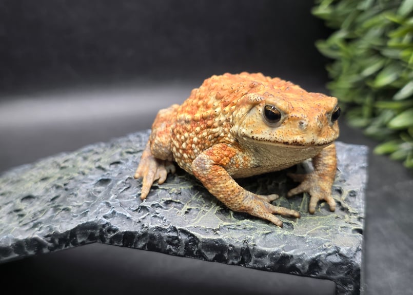 10 ミヤコヒキガエル 8cm メス 大東島産 | ワガママなガマママ