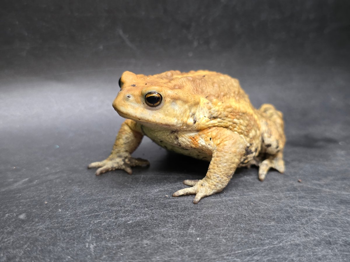 8 ミヤコヒキガエル 7cm 地味に見えるけど明るい性格のオス 大東島産