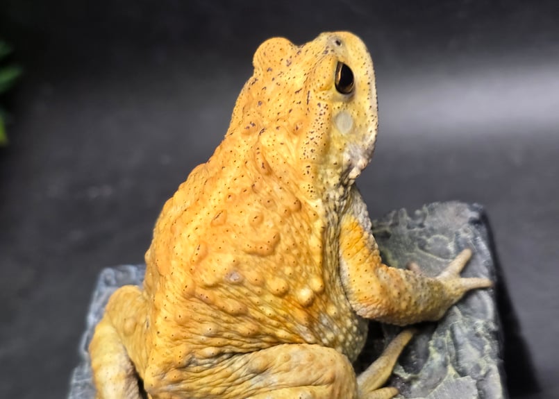 8 ミヤコヒキガエル 7cm オス 大東島産 | ワガママなガマママ