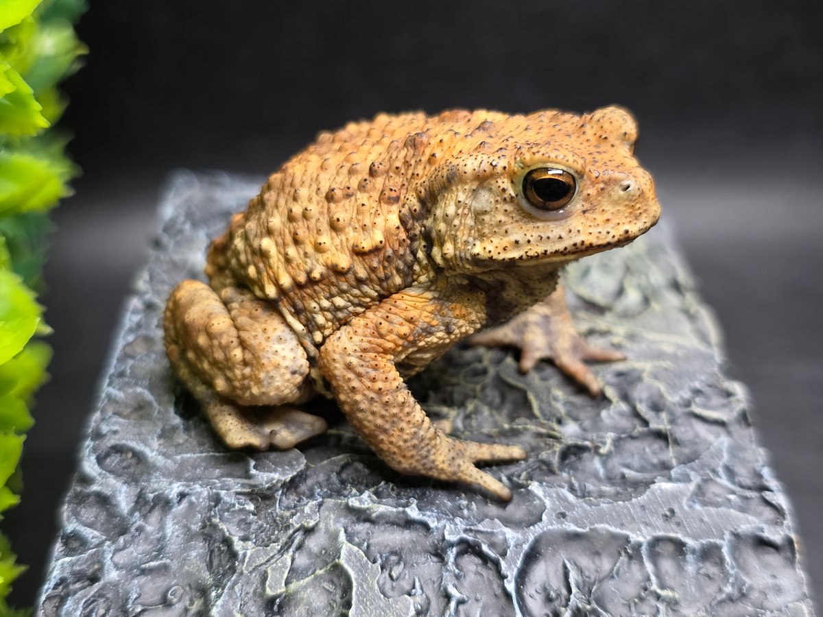 17 ミヤコヒキガエル 6cm 大東島産 | ワガママなガマママ