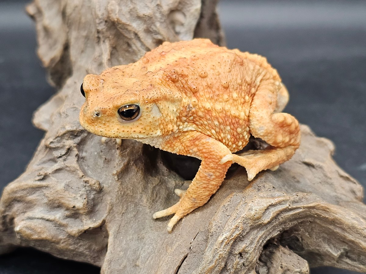 ミヤコヒキガエル かなり変わった色 - 両生類