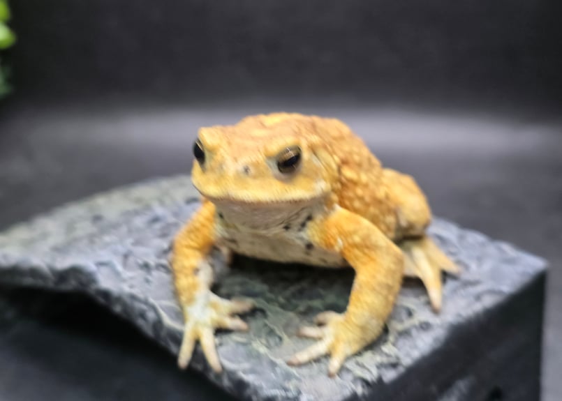 12 ミヤコヒキガエル 7cm オス 大東島産 | ワガママなガマママ