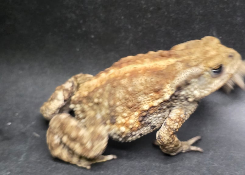 17 ミヤコヒキガエル 7cm メス 大東島産 | ワガママなガマママ